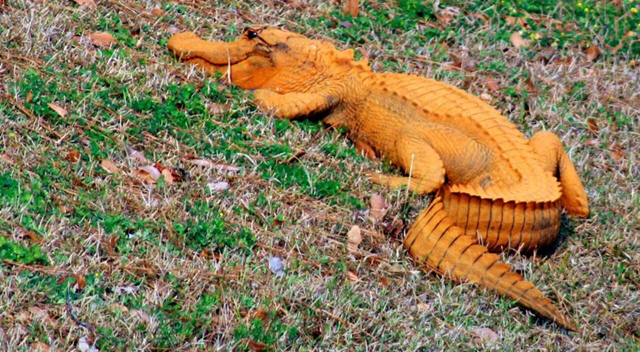 Orange alligator spotted in South Carolina, nicknamed ‘Trump-A-Gator’