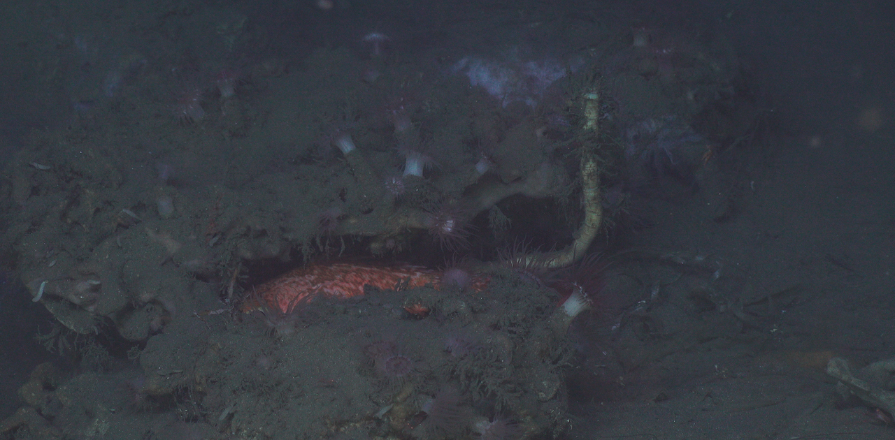 Tubeworm found growing on carbonate rock on North Carolina coast