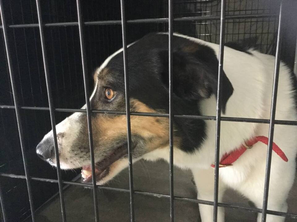 Meet the Treasure Valley’s Pets of the Week (June 10-16)