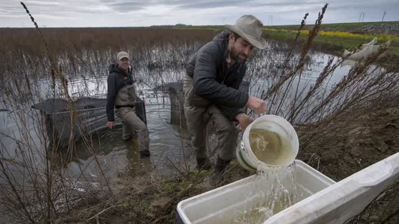 Are young salmon bigger, healthier in Yolo Bypass? 