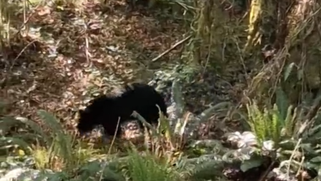 Video shows black bear clambering through brush near Pierce County church