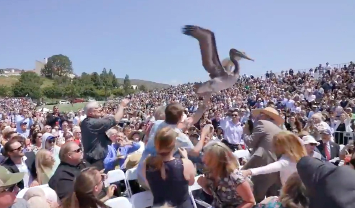 Watch pelicans dive bomb Pepperdine graduation ceremony crowd