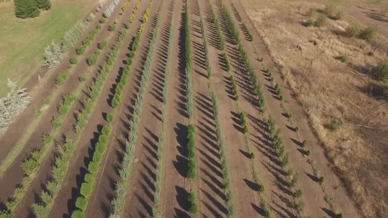 Wichita’s Hillside Nursery: 100 years in the plant business