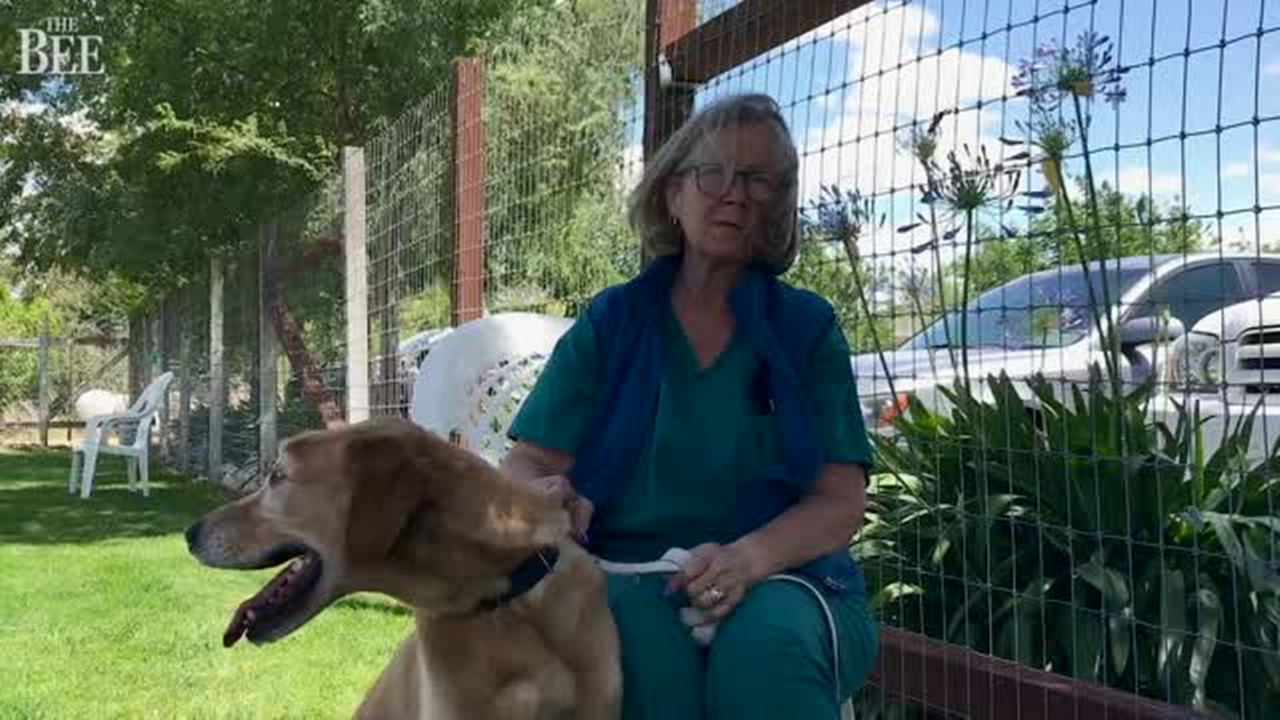 After surviving house fire, Mojo the dog is still looking for his family