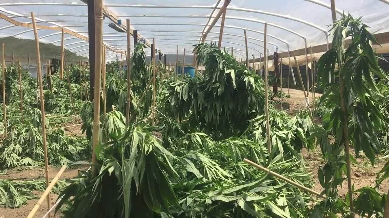 California wants to hire more cannabis cops to get a handle on black market marijuana