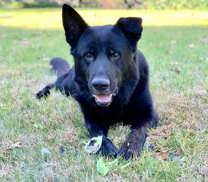 Pet Tales: Meet Apollo, a friendly, athletic dog ready for his forever home