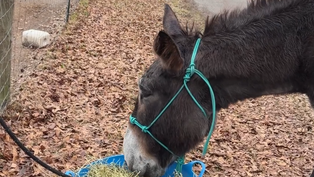 Meet Hope— the Byron donkey with world record breaking ears