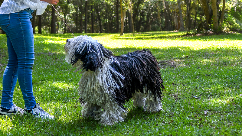 Meet the SC dog who won best of its breed at 2024 Westminster Kennel Club