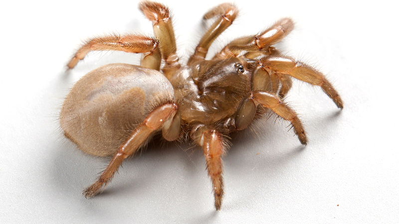 New spider discovered, and it’s named after a Stanislaus State dean