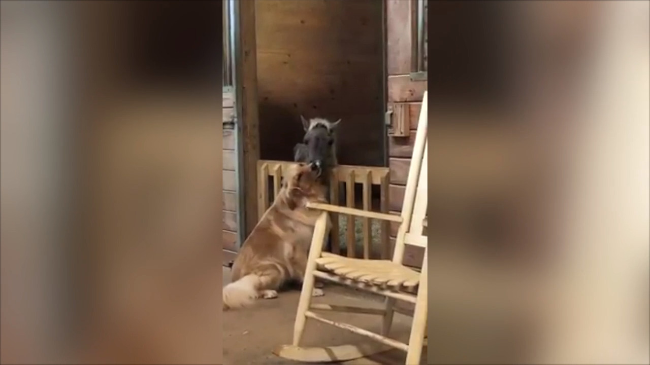 Horse and golden retriever form bond at rescue shelter