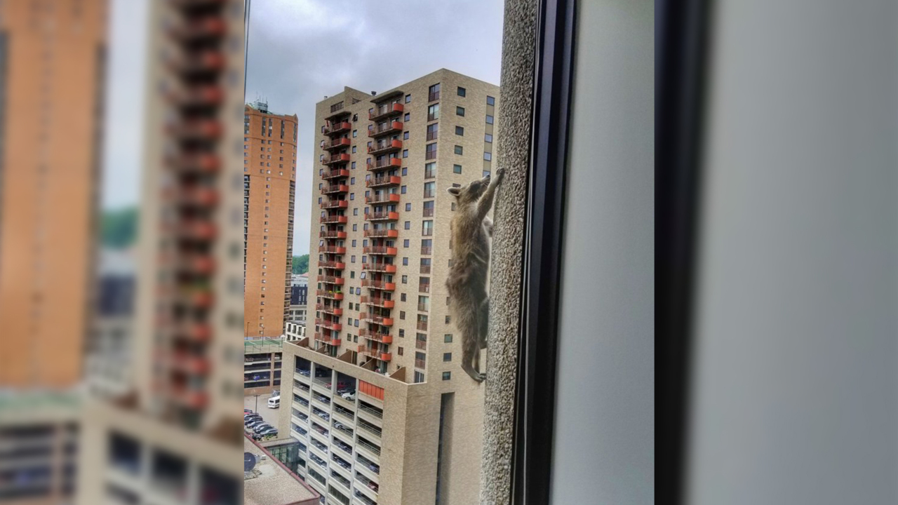 Watch as a raccoon scales a building more than 20 stories high