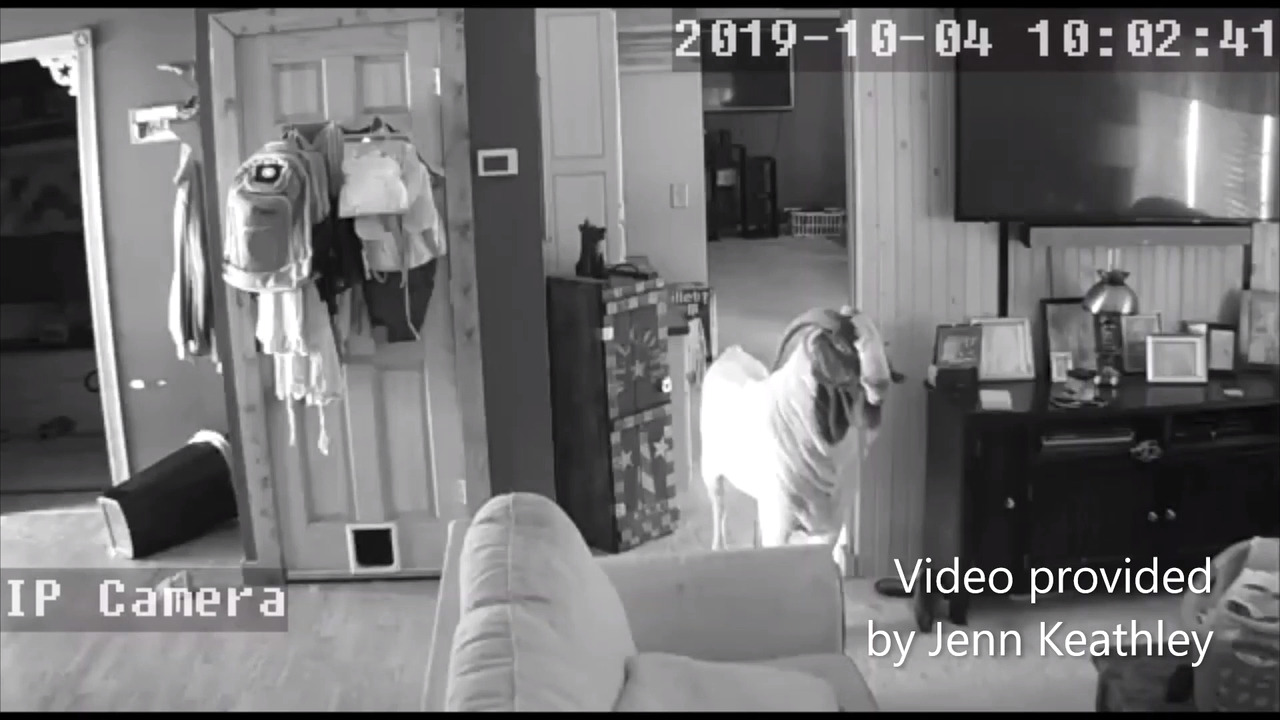 See surveillance footage of goat breaking into house, checking things out