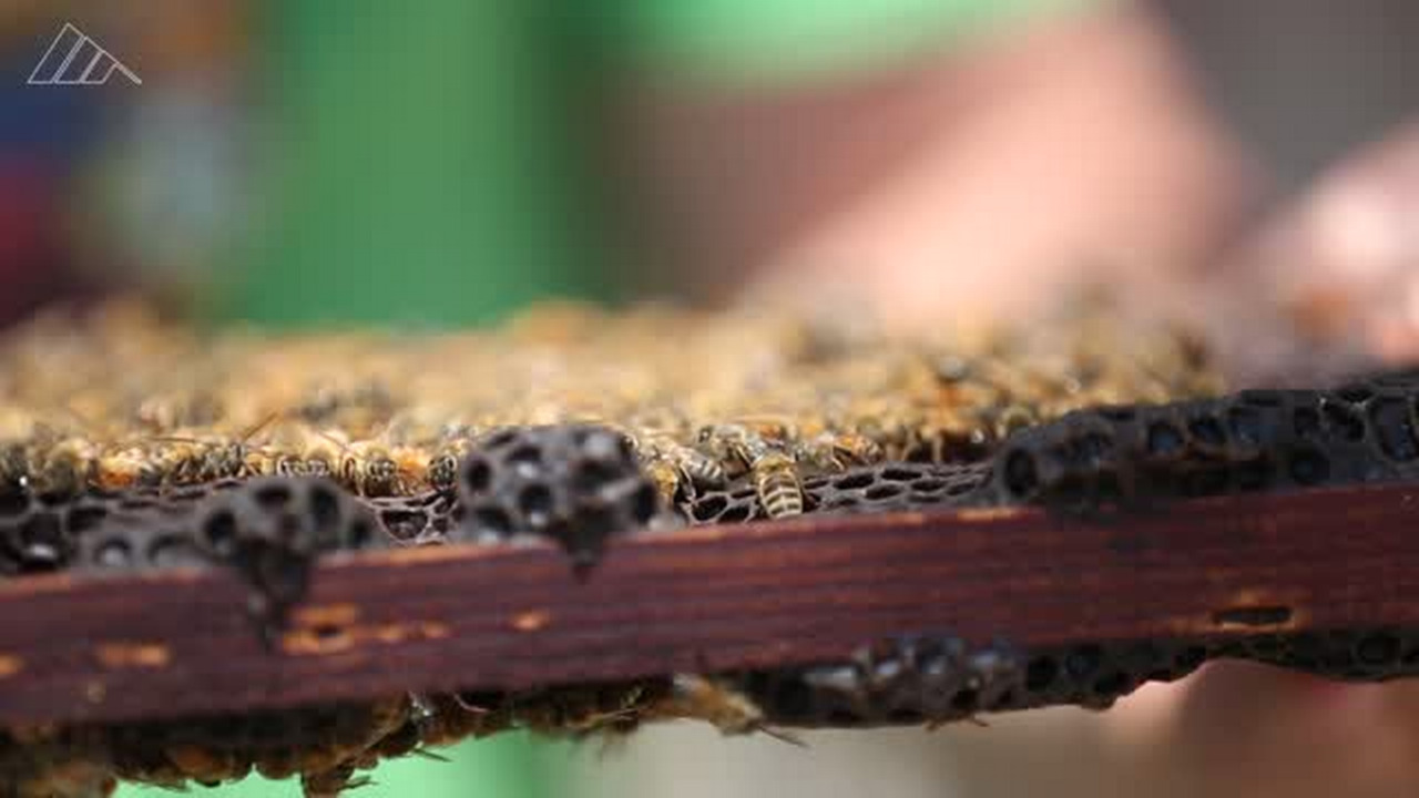 Backyards buzz as beehives catch on in Sacramento, but don’t expect easy honey