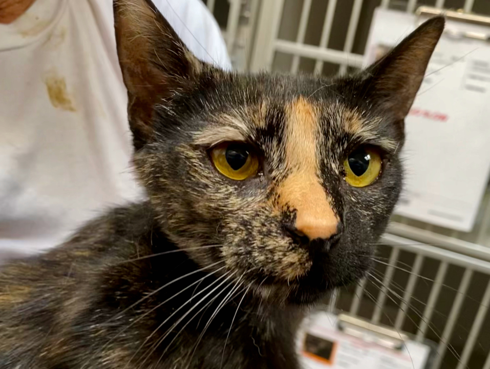 Pet Tales: Joplin the tortoiseshell cat needs a new home