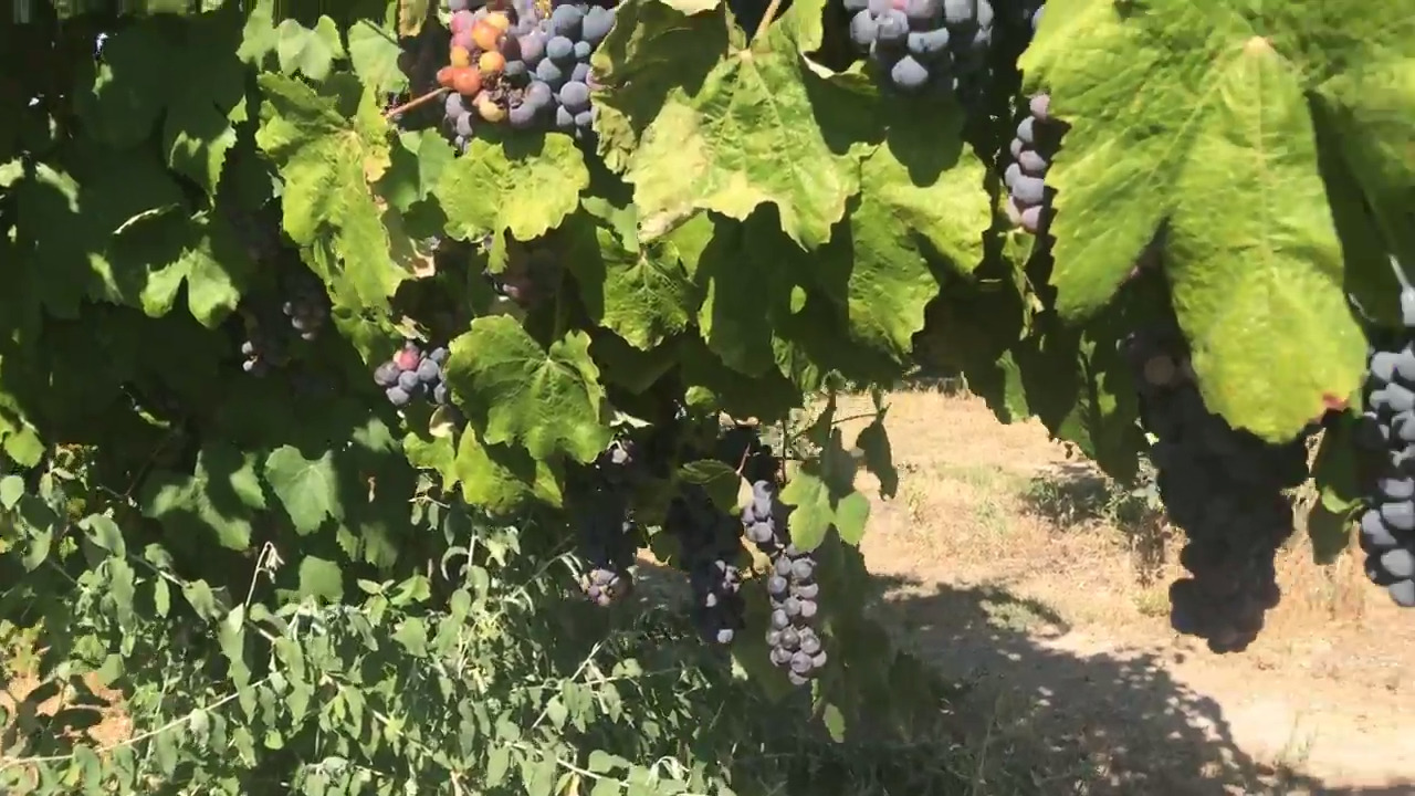 You can try hundreds of different types of Idaho fruit in Parma this week — for free.