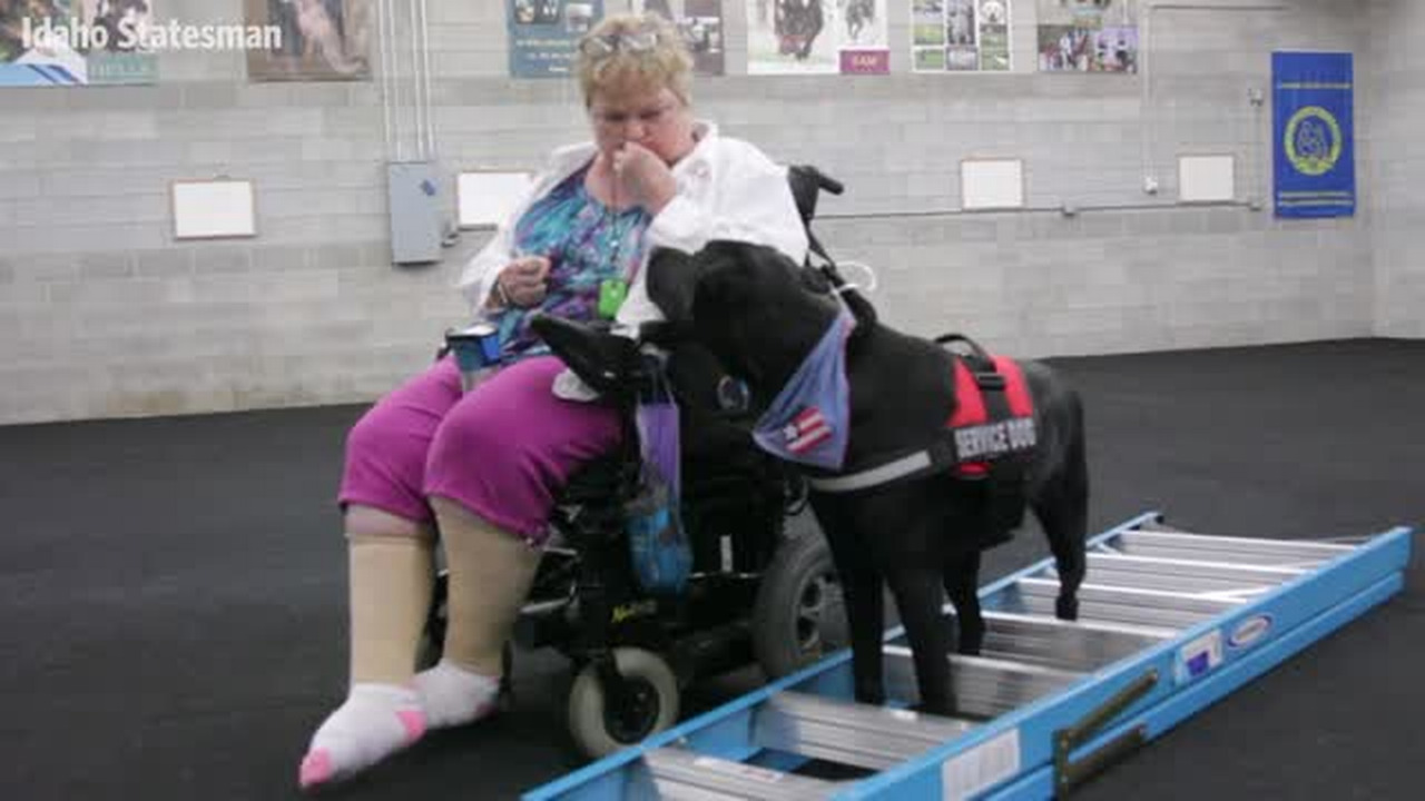 How do service dogs get so good?