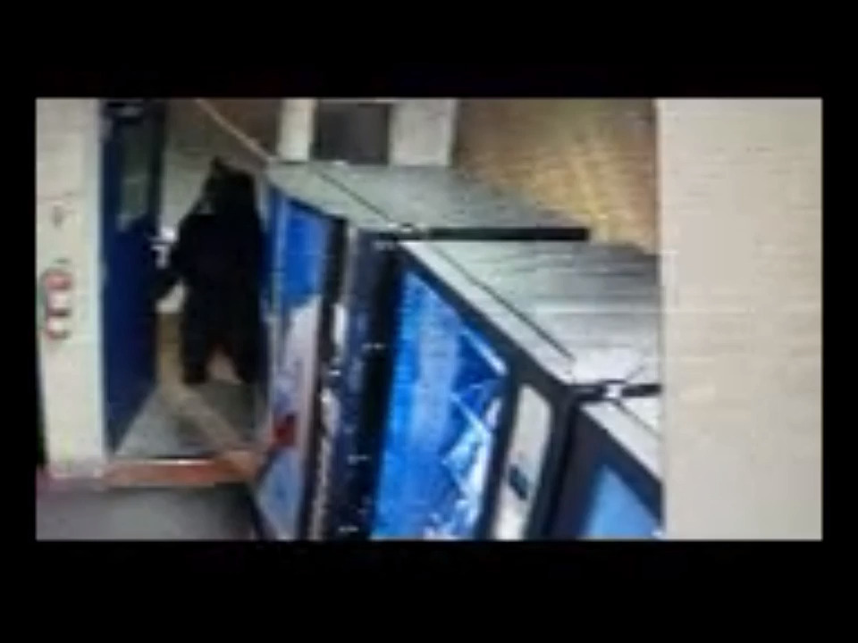 Bear strolls into California Highway Patrol office