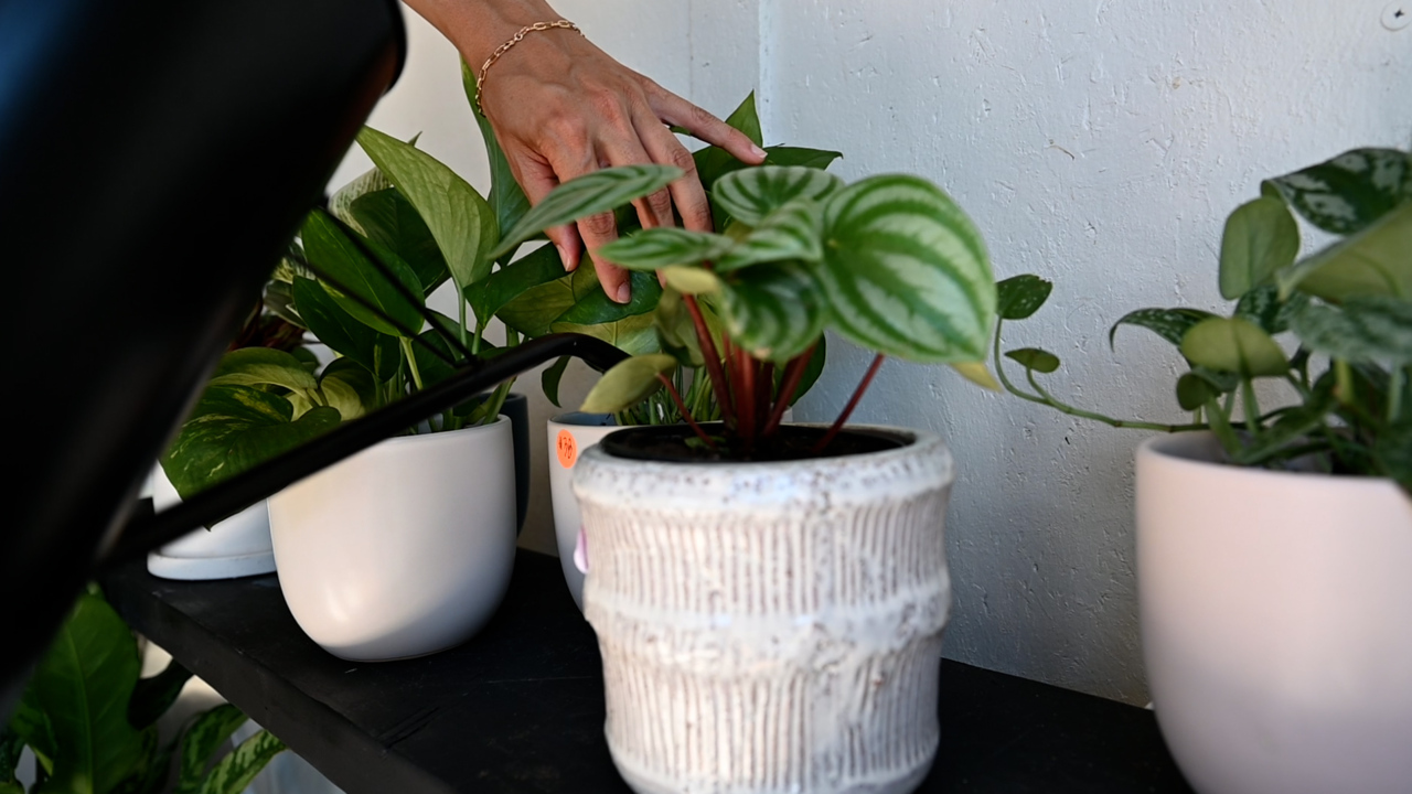 See Gig Harbor’s newest plant shop, Wild Whimsy Plant Co., open and on wheels on Harborview Drive