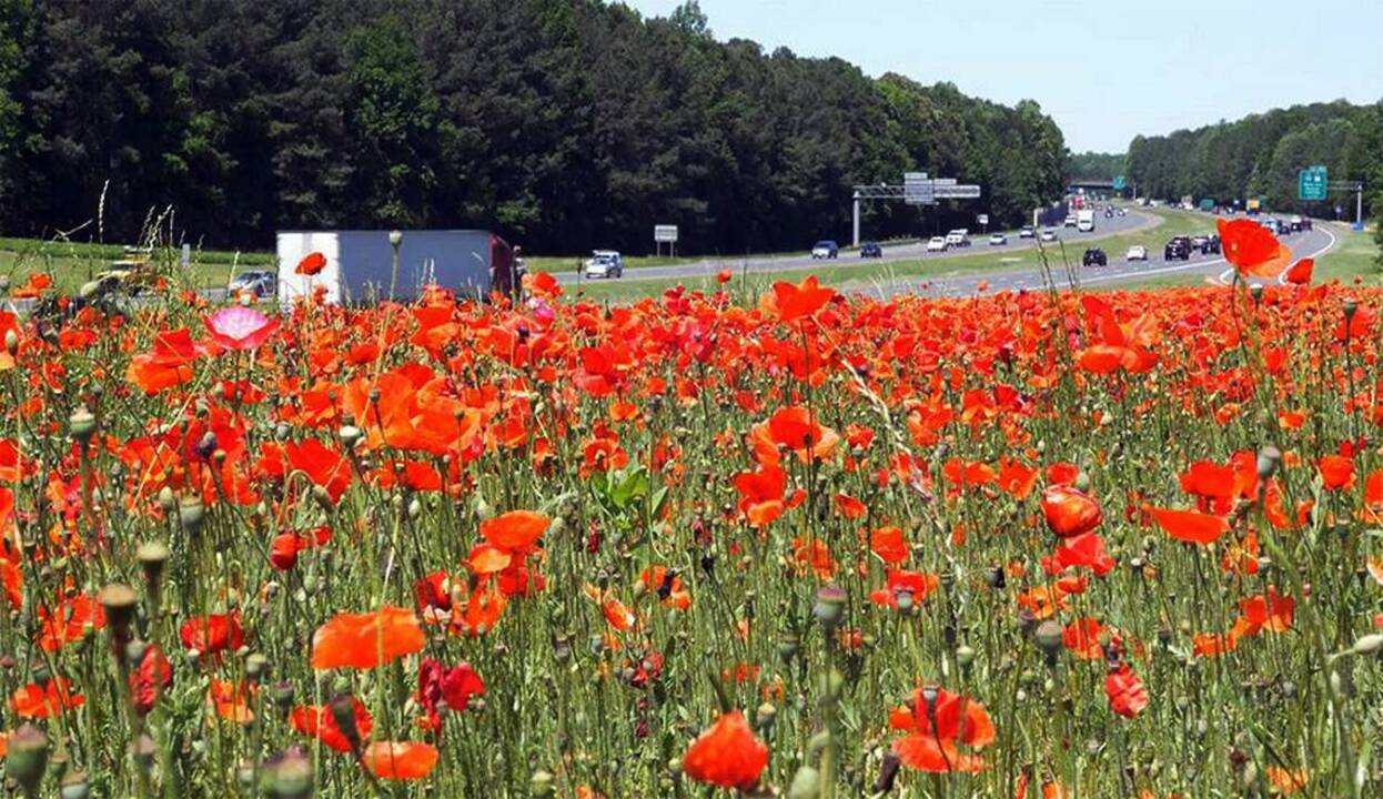 Poppies Bloom Along NC Highways in Tribute to Fallen WWI Soldiers 