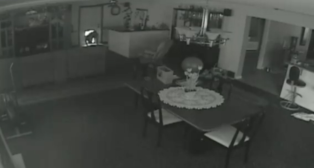 Thief crawls into house through doggy door, tampers with security cam