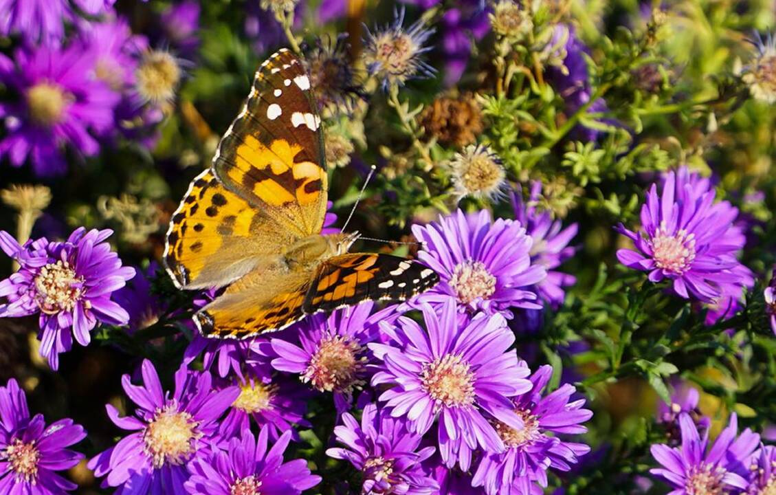 Butterfly season: Painted ladies thrive in Wichita