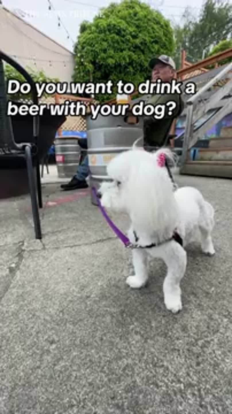 Here are some of the best places in Tacoma to get a beer with your dog