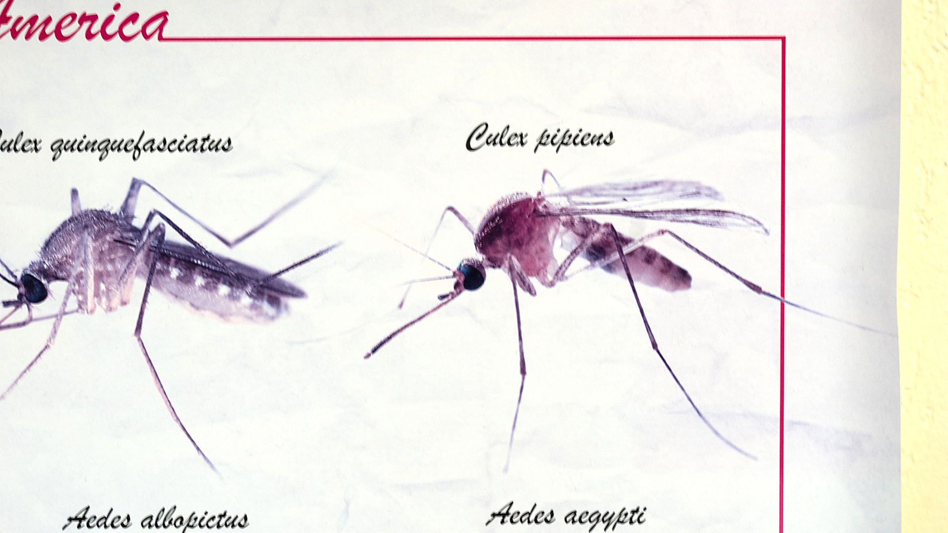 See some of the mosqutio trapping tools used in Modesto