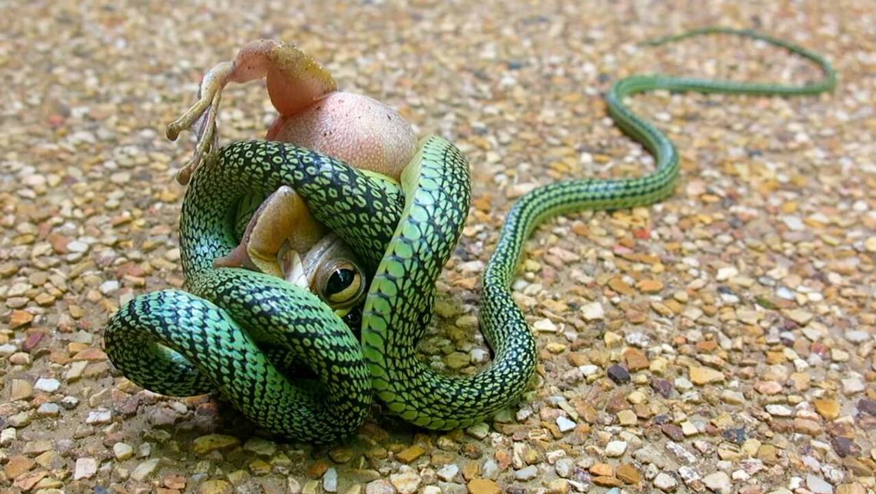 15 creepy things animals can do