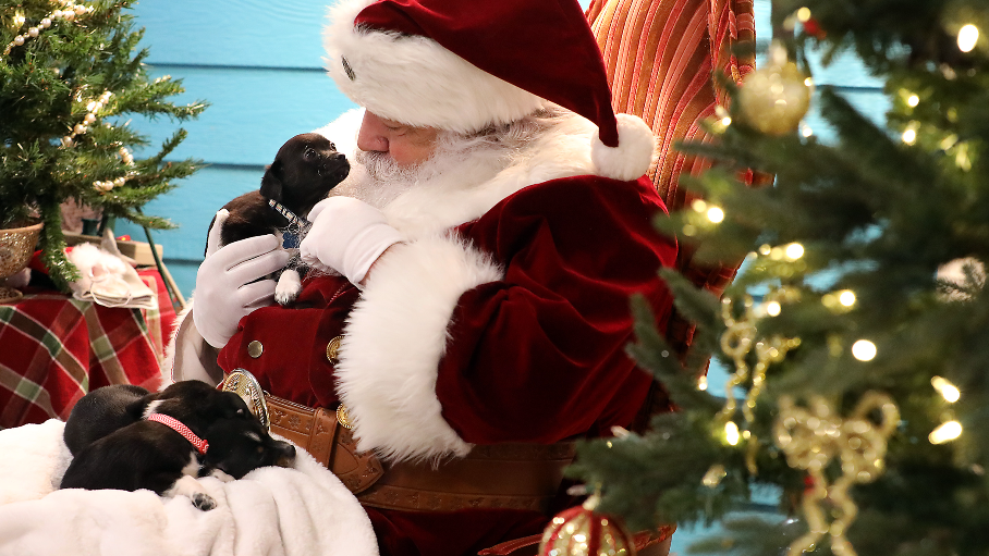 Home for the holidays, Pronto Puppy Rescue Christmas adoption event
