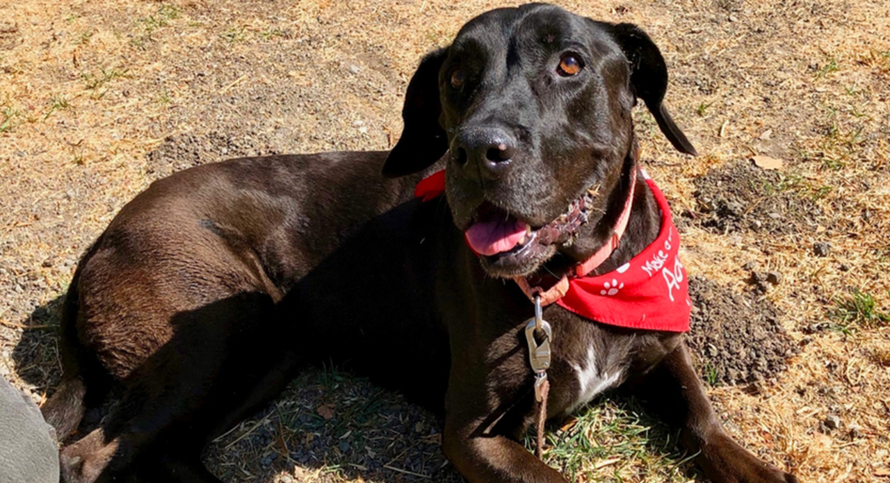 Pet Tales: Meet Belle, a sweet senior dog ready for her forever home