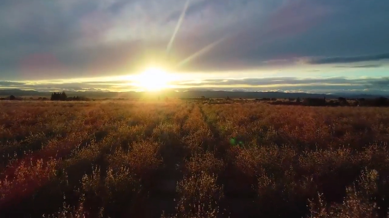 Gavin Newsom administration bans controversial farm pesticide defended by Trump’s EPA