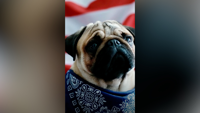 How to keep your pets safe on the 4th of July