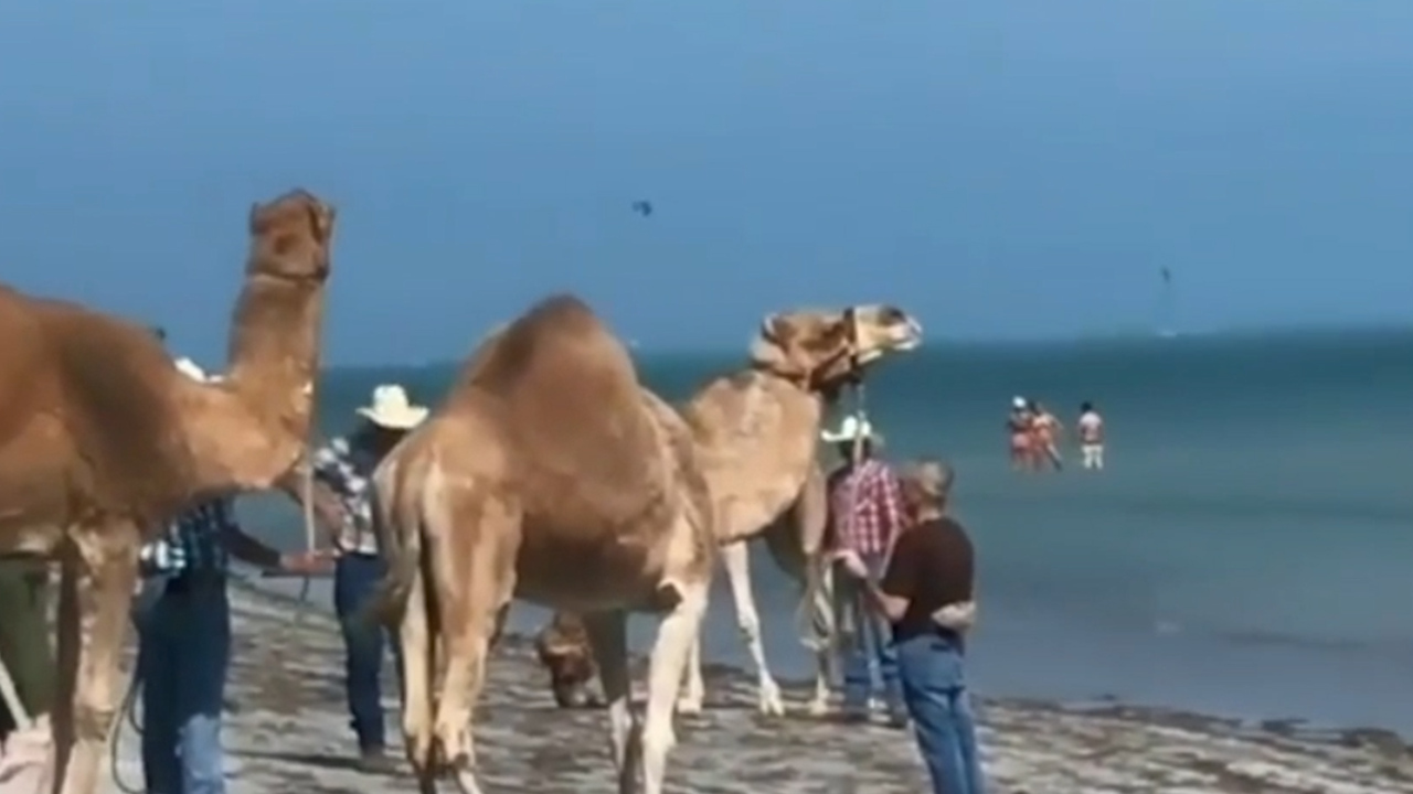 No, you’re not drunk. Two camels were at the beach on Key Biscayne