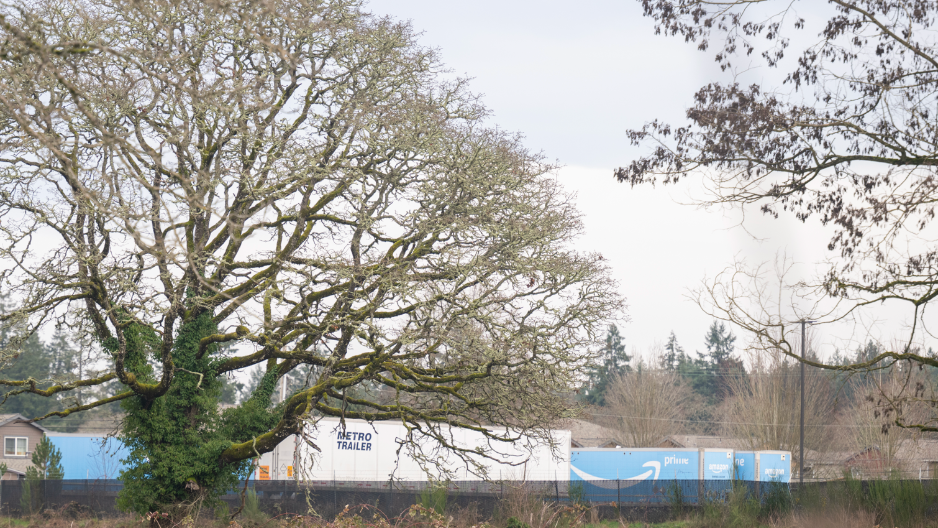 Will 900-year-old Pierce County tree be cut down for parking lot? Decision made