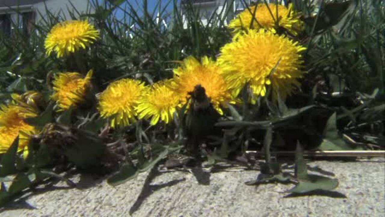 Where are allergies worst in the US? Washington city hit by ‘pollen explosion’