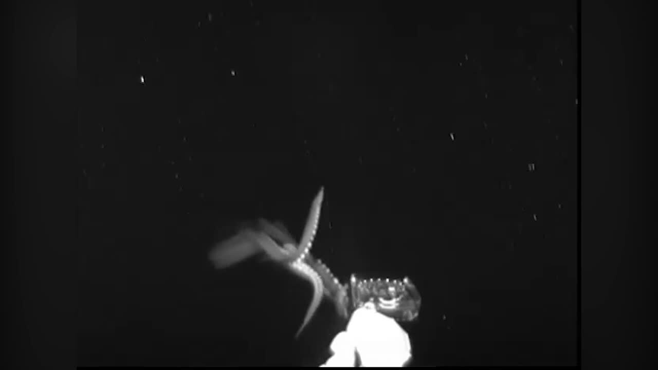 Giant squid spotted during expedition in the Gulf of Mexico