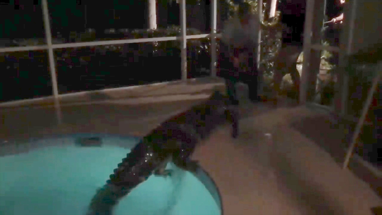 Gator captured after doing pool laps at Sarasota County home