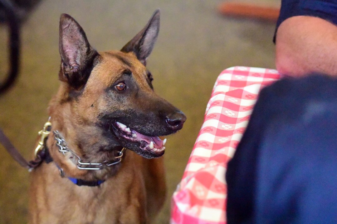 She’s taken down suspects and drug traffickers, Merced CHP says. Her nose led the way