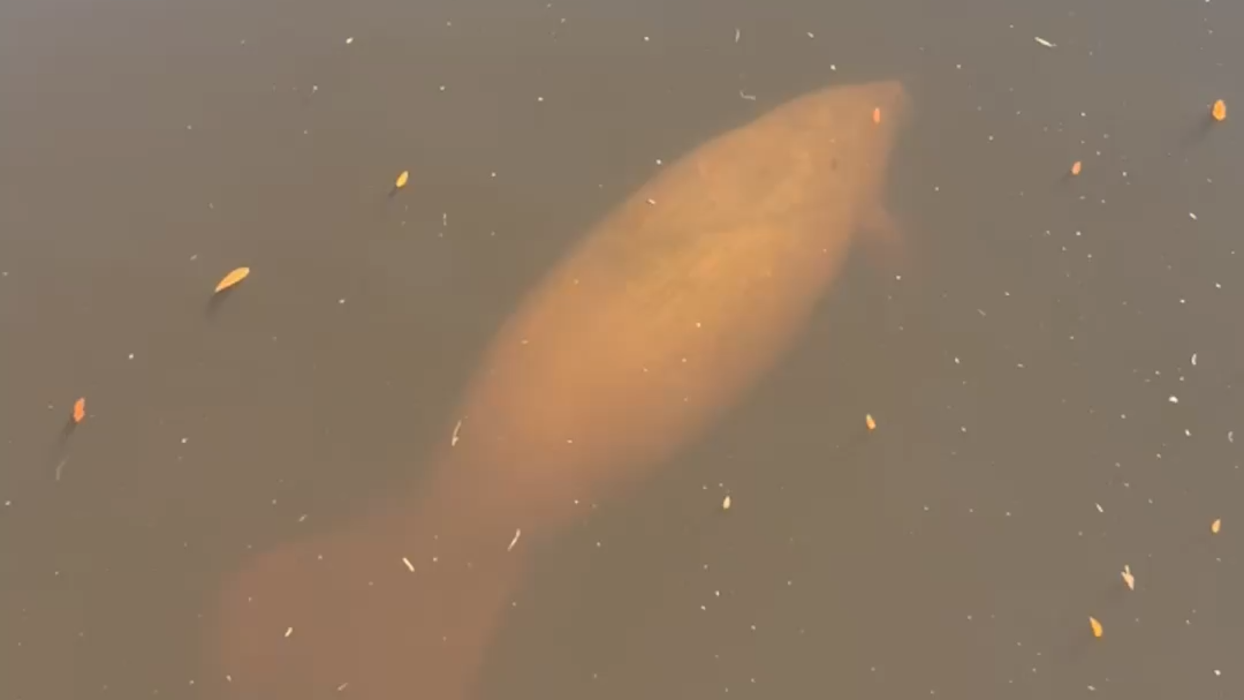 Baby manatee spotted swimming around Conway, South Carolina, marina