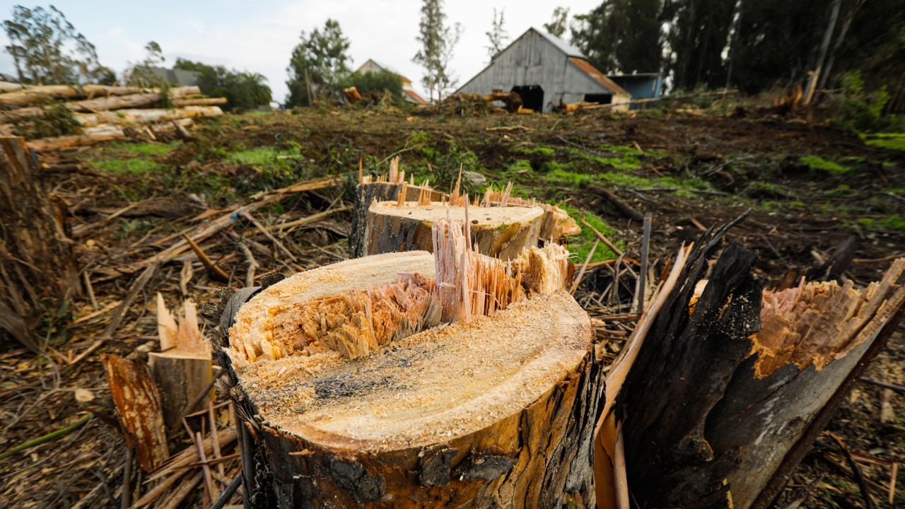 Hundreds of trees cut down as San Luis Ranch development begins