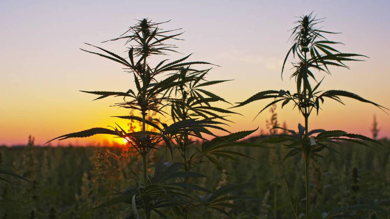Hemp or pot: What's the difference?