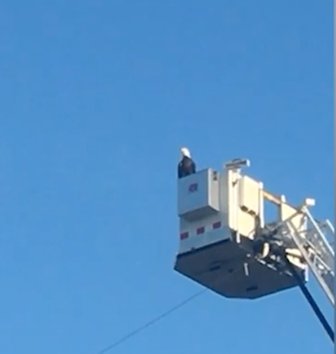 Caw! These Minnesota firefighters got a surprise visit atop their 9/11 tribute