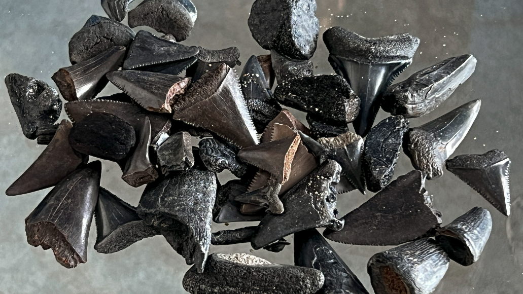 Myrtle Beach area great spot for finding sharks’ teeth. Shark tooth hunter offers his tips