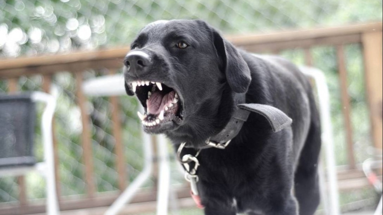 How to avoid getting bitten by a dog