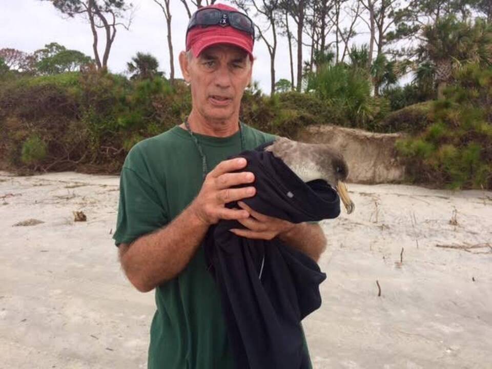 What we know about a Cory's Shearwater