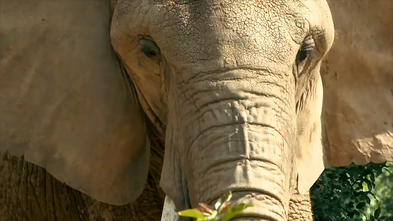 NC Zoo is open, but faces financial hardship from COVID-19