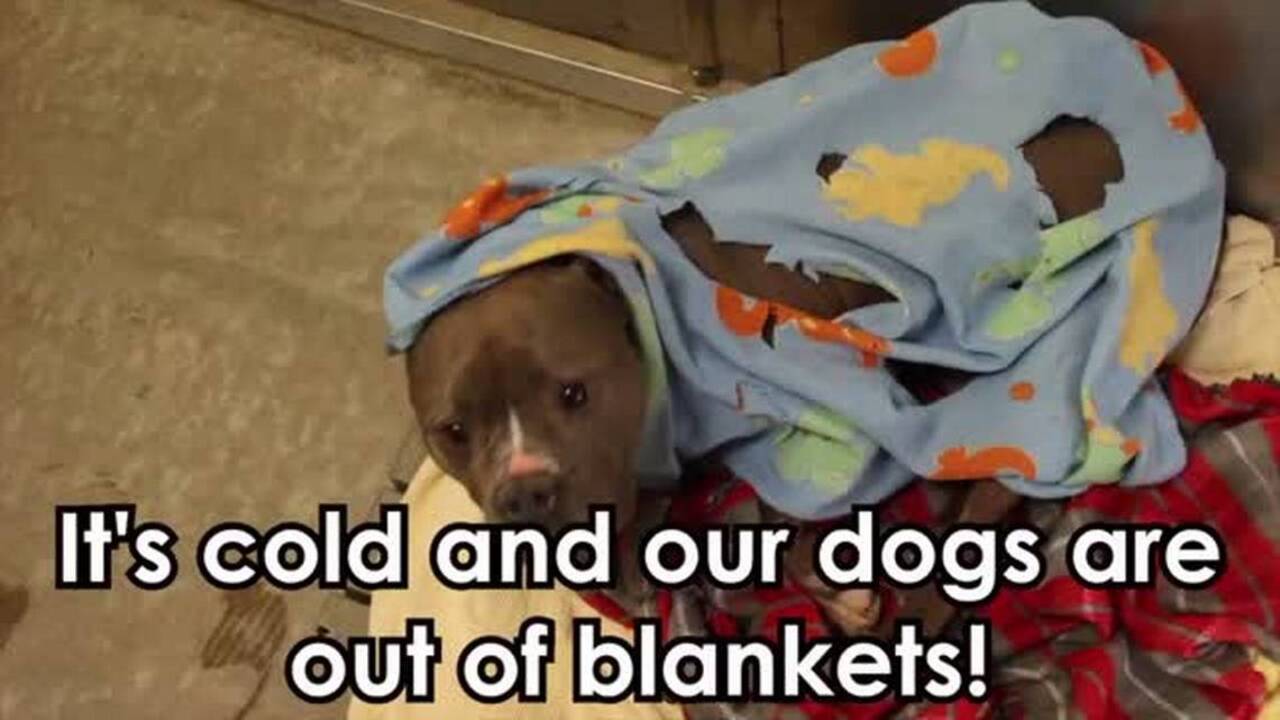 Sacramento responds to animal shelter’s call for blankets
