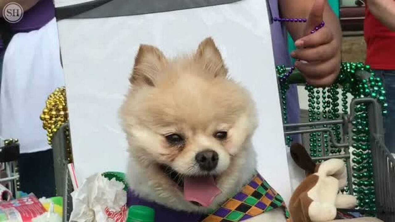 This Mardi Gras party is for the dogs