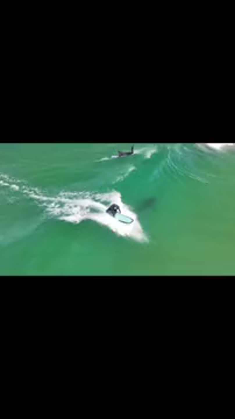 Shark swims near surfers in Pismo Beach CA