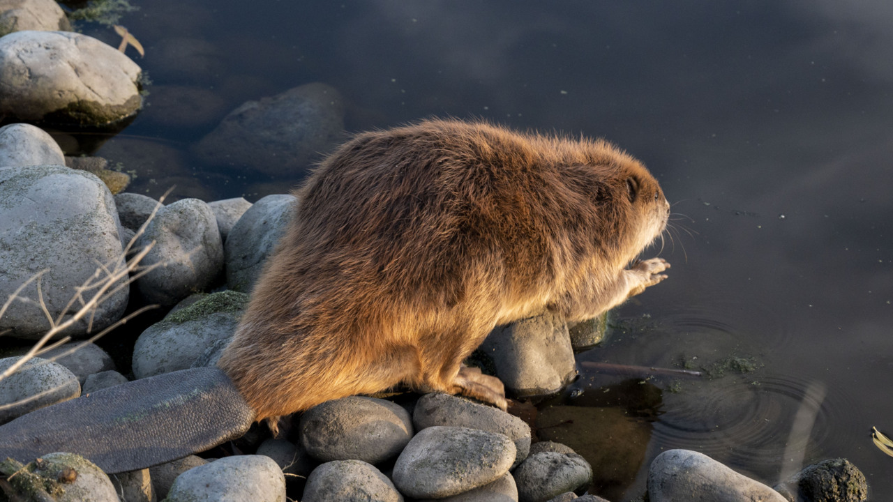 ‘A great moment.’ Treated after oil spill, these beavers are back in their Sacramento pond